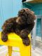 Poodle Puppies for sale in Dunwoody, GA, USA. price: $500
