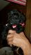 Poodle Puppies for sale in Frostproof, FL 33843, USA. price: NA