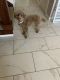 Poodle Puppies for sale in Arlington, TX, USA. price: $700