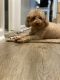 Poodle Puppies for sale in Virginia Beach, VA 23452, USA. price: NA
