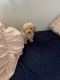 Poodle Puppies for sale in Boca Raton, FL, USA. price: NA