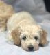 Poodle Puppies for sale in Battle Ground, WA, USA. price: NA