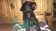 Poodle Puppies for sale in Noble, OK, USA. price: $400