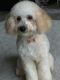 Poodle Puppies for sale in Lexington, KY, USA. price: NA