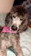 Poodle Puppies for sale in 1051 Southern Dr, Columbia, SC 29201, USA. price: NA