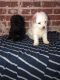 Poodle Puppies for sale in Philadelphia, PA, USA. price: $500