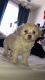 Poodle Puppies for sale in 2727 S Havana St, Denver, CO 80014, USA. price: NA
