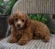Poodle Puppies for sale in Albuquerque, NM, USA. price: $350