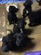 Poodle Puppies for sale in Lorain, OH 44055, USA. price: NA