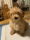 Poodle Puppies for sale in East Village, New York, NY, USA. price: NA