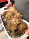 Poodle Puppies for sale in Port Chester, NY 10573, USA. price: NA