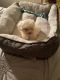 Poodle Puppies for sale in Richmond, VA, USA. price: $700