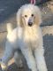 Poodle Puppies for sale in Shelbyville, KY 40065, USA. price: NA