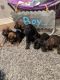 Poodle Puppies for sale in Monterey, TN 38574, USA. price: NA