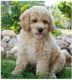 Poodle Puppies for sale in Decatur, GA 30030, USA. price: $1,500