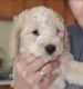 Poodle Puppies for sale in 119 S 20th Ave, Yuma, AZ 85364, USA. price: NA