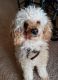 Poodle Puppies for sale in Marlboro Township, NJ, USA. price: NA