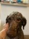 Poodle Puppies for sale in Show Low, AZ 85901, USA. price: $700