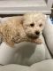 Poodle Puppies for sale in Reading, PA 19602, USA. price: $390