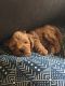 Poodle Puppies for sale in Arlington, TX 76010, USA. price: $500
