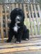 Poodle Puppies for sale in Plain City, OH 43064, USA. price: $600