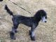 Poodle Puppies for sale in Loganville, GA 30052, USA. price: NA