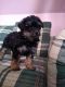 Poodle Puppies for sale in Kimbolton, OH 43749, USA. price: NA