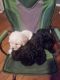 Poodle Puppies for sale in Knoxville, TN 37914, USA. price: $450
