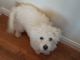 Poodle Puppies for sale in San Diego, CA, USA. price: $200