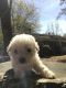 Poodle Puppies for sale in 147 Ramble Hills Cir, Athens, GA 30606, USA. price: NA