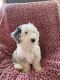 Poodle Puppies for sale in Franklin, TN, USA. price: NA