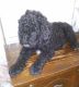 Poodle Puppies for sale in North Little Rock, AR, USA. price: NA