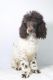 Poodle Puppies for sale in Greensboro, NC 27404, USA. price: NA