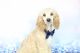 Poodle Puppies for sale in Greensboro, NC 27404, USA. price: NA