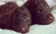 Poodle Puppies for sale in Fort Worth, TX, USA. price: NA