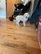 Poodle Puppies for sale in Fremont, CA, USA. price: NA