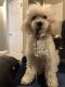 Poodle Puppies for sale in Jacksonville, FL 32258, USA. price: NA