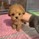 Poodle Puppies for sale in Orange County, CA, USA. price: NA
