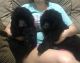 Poodle Puppies for sale in Porter, TX 77365, USA. price: $2,000