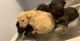 Poodle Puppies for sale in Kannapolis, NC 28081, USA. price: $1,000