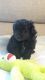 Poodle Puppies for sale in West Greenwich, RI 02817, USA. price: $2,000