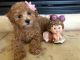 Poodle Puppies for sale in Seattle, WA, USA. price: NA