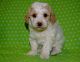 Poodle Puppies for sale in Phoenix, AZ, USA. price: $950