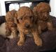 Poodle Puppies for sale in Abbeville, SC 29620, USA. price: NA