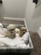 Poodle Puppies for sale in Albuquerque, NM, USA. price: $1,200