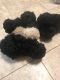 Poodle Puppies for sale in Elk Grove, CA 95757, USA. price: NA