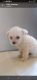 Poodle Puppies for sale in San Diego, CA, USA. price: $800