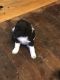 Poodle Puppies for sale in Fargo, ND, USA. price: NA