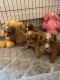 Poodle Puppies for sale in California, MD, USA. price: NA