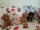 Poodle Puppies for sale in Forsyth, MO 65653, USA. price: NA